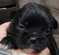 Chevelle, a female Japanese Chin and Shih Tzu for sale in Salem, OR – Photo 4 of 4