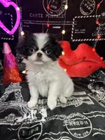 harry, a male Japanese Chin for sale in Salem, OR – Photo 2 of 2