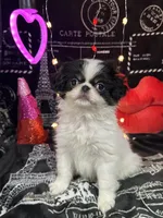 harry, a male Japanese Chin for sale in Salem, OR – Photo 1 of 2
