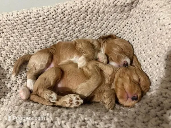 Mirya – Cockapoo puppy for sale in Beavercreek, OH