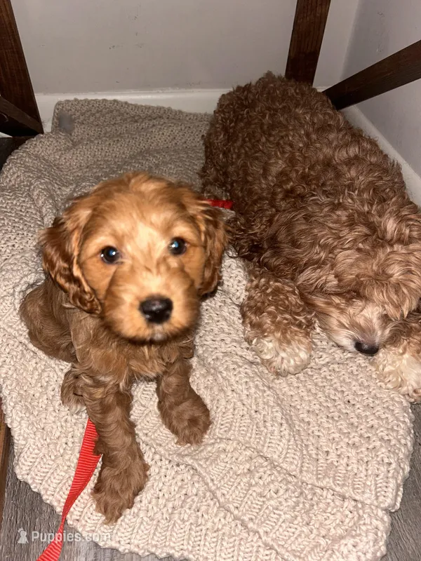 Mirya – Cockapoo puppy for sale in Beavercreek, OH