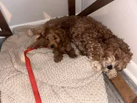 Mirya, a female Cockapoo for sale in Beavercreek, OH – Photo 4 of 8