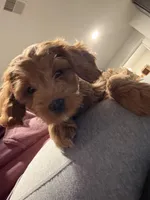 Mirya, a female Cockapoo for sale in Beavercreek, OH – Photo 2 of 8