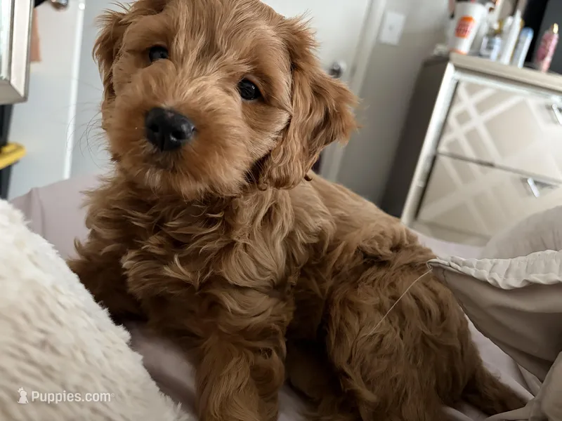 Mirya – Cockapoo puppy for sale in Beavercreek, OH
