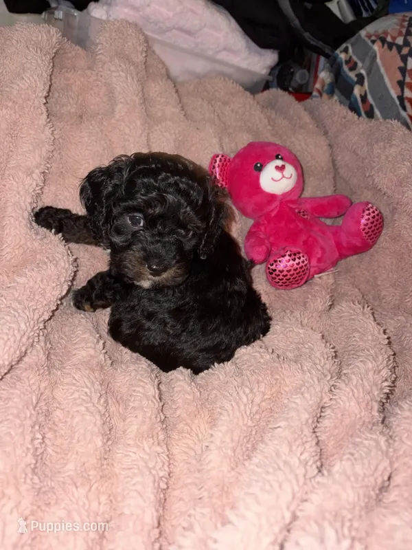 Onyx – Cockapoo, Poodle - Toy  puppy for sale in Beavercreek, OH