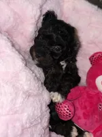 Onyx, a male Cockapoo and Poodle - Toy  for sale in Beavercreek, OH – Photo 5 of 10