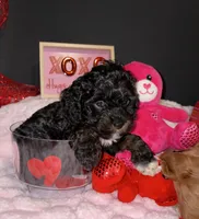 Onyx, a male Cockapoo and Poodle - Toy  for sale in Beavercreek, OH – Photo 3 of 10