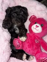Onyx, a male Cockapoo and Poodle - Toy  for sale in Beavercreek, OH – Photo 8 of 10