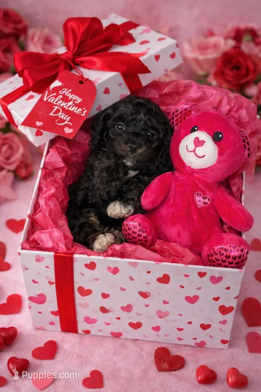 Onyx – Cockapoo, Poodle - Toy  puppy for sale in Beavercreek, OH