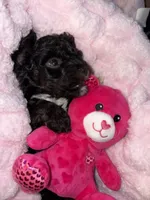 Onyx, a male Cockapoo and Poodle - Toy  for sale in Beavercreek, OH – Photo 6 of 10