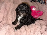Onyx, a male Cockapoo and Poodle - Toy  for sale in Beavercreek, OH – Photo 9 of 10