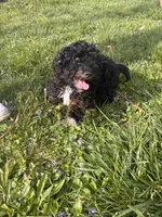 Onyx, a male Cockapoo and Poodle - Toy  for sale in Beavercreek, OH – Photo 2 of 10