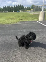 Onyx, a male Cockapoo and Poodle - Toy  for sale in Beavercreek, OH – Photo 10 of 10
