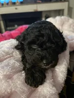 Onyx, a male Cockapoo and Poodle - Toy  for sale in Beavercreek, OH – Photo 4 of 10