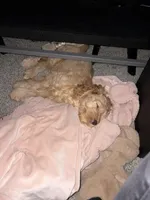 Sirya, a female Cockapoo for sale in Beavercreek, OH – Photo 5 of 8