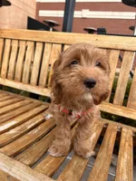 Sirya, a female Cockapoo for sale in Beavercreek, OH – Photo 8 of 8
