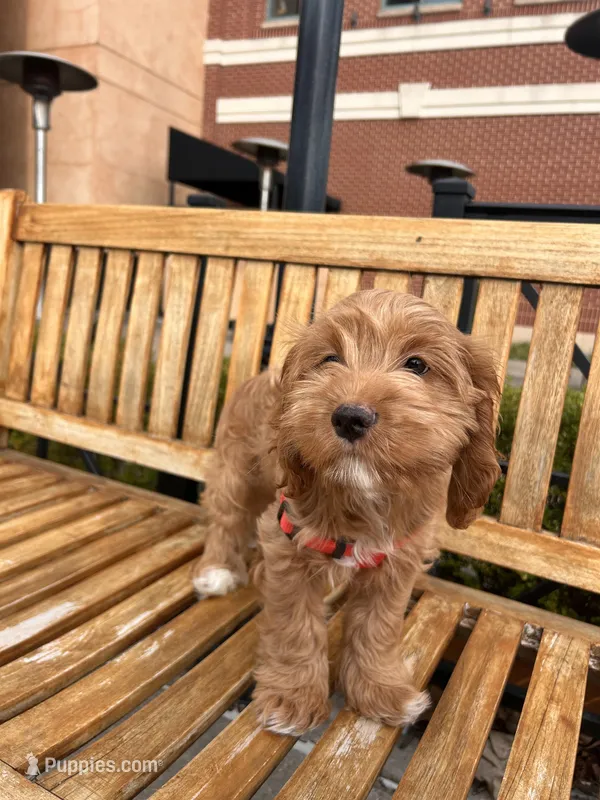 Sirya – Cockapoo puppy for sale in Beavercreek, OH
