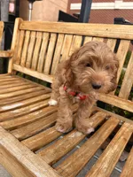 Sirya, a female Cockapoo for sale in Beavercreek, OH – Photo 6 of 8