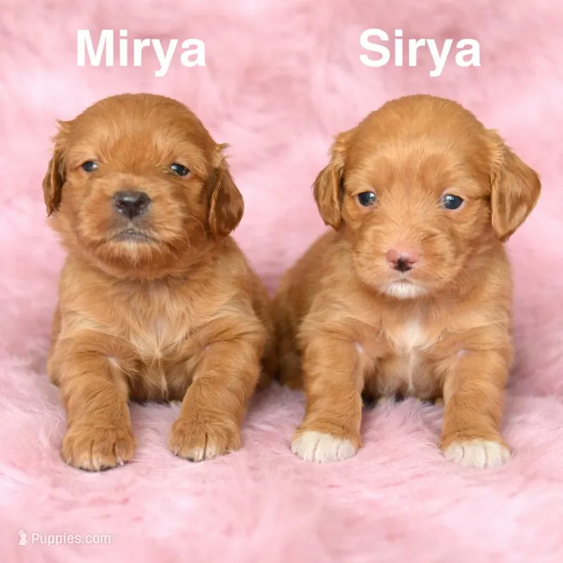 Sirya – Cockapoo puppy for sale in Beavercreek, OH