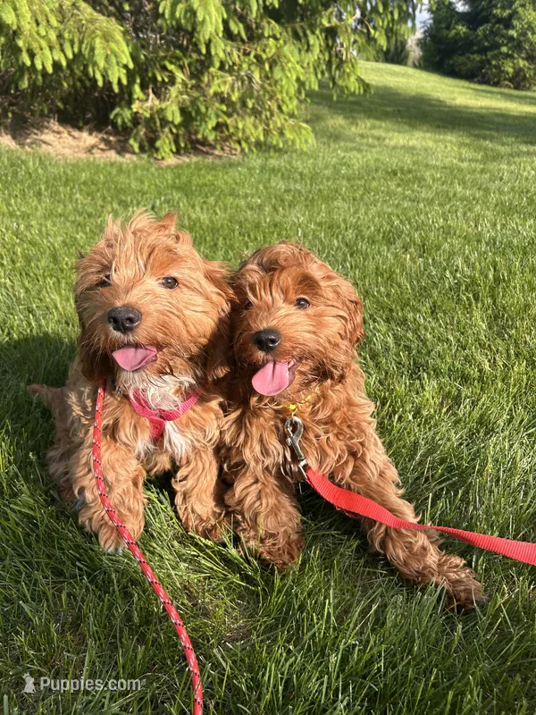 Sirya – Cockapoo puppy for sale in Beavercreek, OH