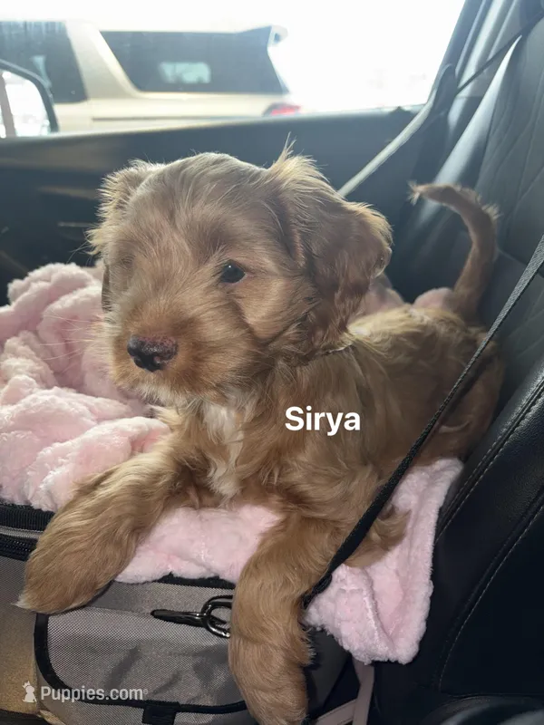 Sirya – Cockapoo puppy for sale in Beavercreek, OH