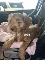Sirya, a female Cockapoo for sale in Beavercreek, OH – Photo 1 of 8