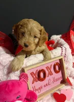 Jace, a male Cockapoo for sale in Beavercreek, OH – Photo 10 of 10