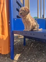 Jace, a male Cockapoo for sale in Beavercreek, OH – Photo 4 of 10