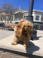 Jace, a male Cockapoo for sale in Beavercreek, OH – Photo 9 of 10