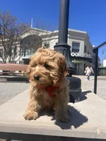 Jace, a male Cockapoo for sale in Beavercreek, OH – Photo 8 of 10