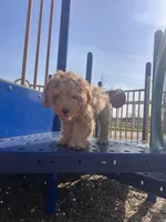 Jace, a male Cockapoo for sale in Beavercreek, OH – Photo 7 of 10