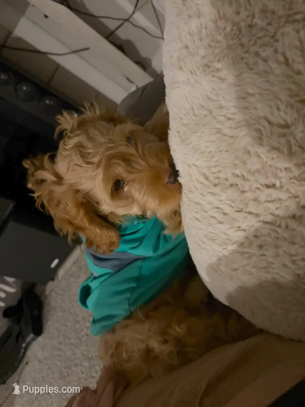 Jace – Cockapoo puppy for sale in Beavercreek, OH