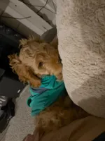 Jace, a male Cockapoo for sale in Beavercreek, OH – Photo 1 of 10