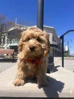 Jace, a male Cockapoo for sale in Beavercreek, OH – Photo 6 of 10