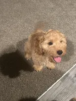 Jace, a male Cockapoo for sale in Beavercreek, OH – Photo 5 of 10