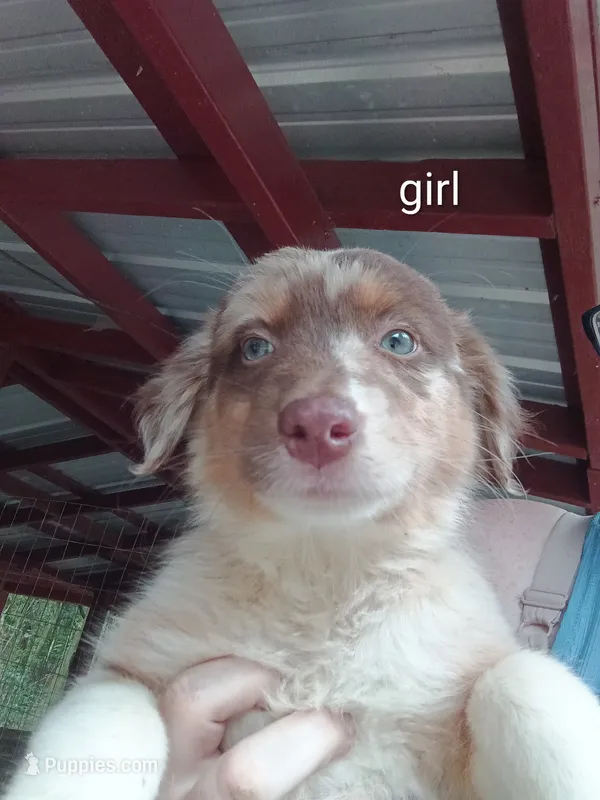 Puppy 1 – Australian Shepherd puppy for sale in Jacksonville, FL