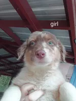 Puppy 1, a female Australian Shepherd for sale in Jacksonville, FL – 1 of 1