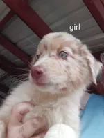 Puppy 2, a female Australian Shepherd for sale in Jacksonville, FL – 1 of 1