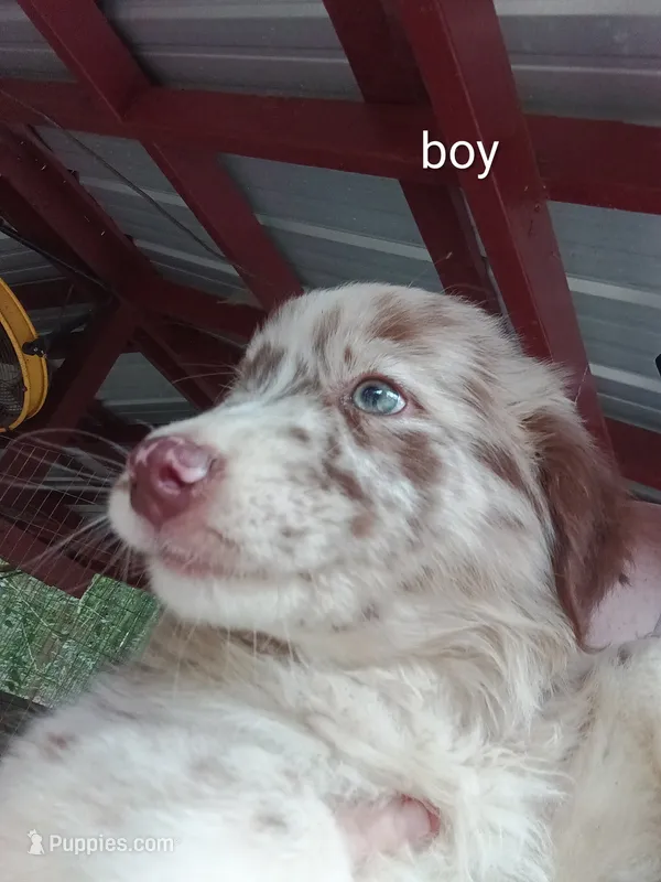 Puppy 5 – Australian Shepherd puppy for sale in Jacksonville, FL