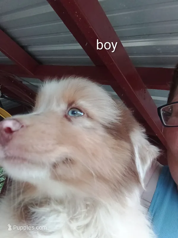 Puppy 4 – Australian Shepherd puppy for sale in Jacksonville, FL