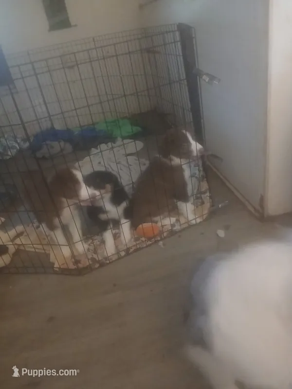Kenny  – Australian Shepherd puppy for sale in Jacksonville, FL
