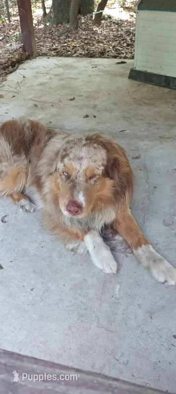 Kenny  – Australian Shepherd puppy for sale in Jacksonville, FL
