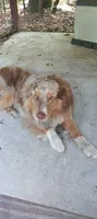 Kenny , a male Australian Shepherd for sale in Jacksonville, FL – 1 of 1