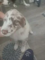Puppy 5, a male Australian Shepherd for sale in Jacksonville, FL – 4 of 4
