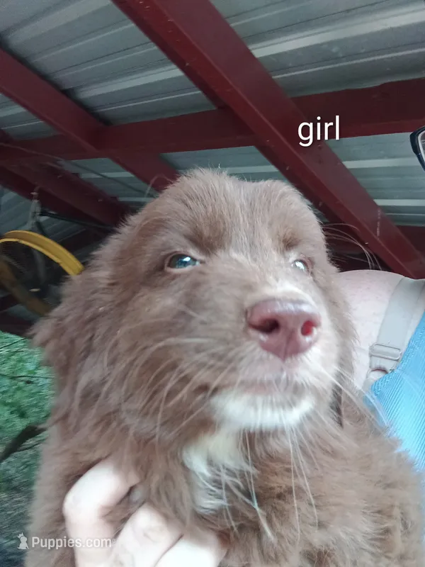 Puppy 3 – Australian Shepherd puppy for sale in Jacksonville, FL
