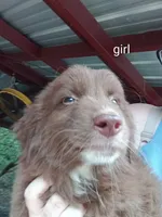 Puppy 3, a female Australian Shepherd for sale in Jacksonville, FL – 1 of 1