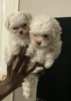 Crème, a female Maltese and Shih Tzu for sale in Riverdale, GA – 4 of 4