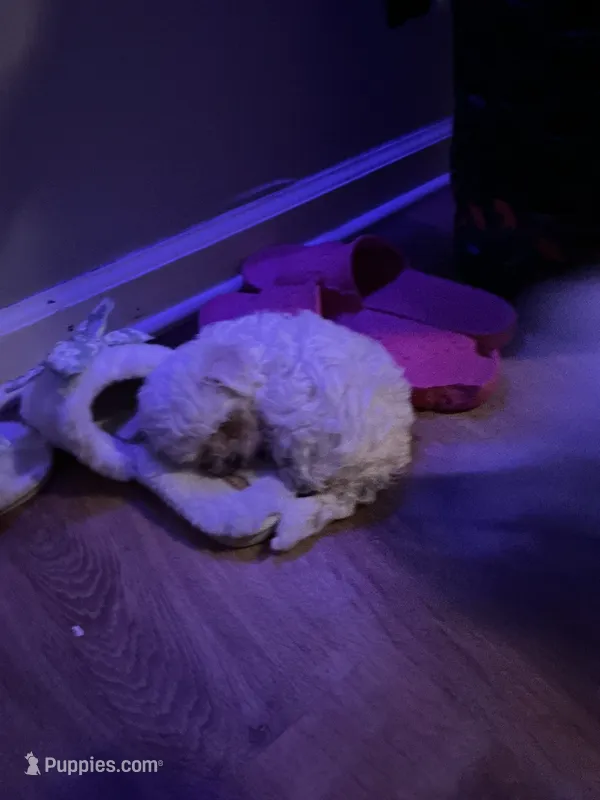 Crème – Maltese, Shih Tzu puppy for sale in Riverdale, GA