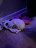 Crème, a female Maltese and Shih Tzu for sale in Riverdale, GA – 1 of 4