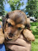 FLUFFY, a female Miniature Dachshund for sale in Greenleaf, WI – 4 of 5